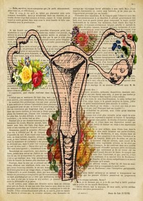 Uterus anatomical 