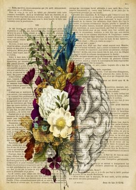 brain anatomy 