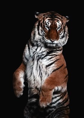 wild cool tiger poster  