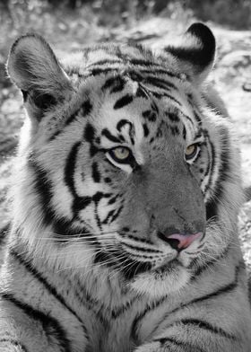 Tiger Portrait 2650 CK