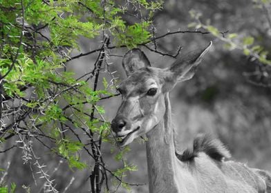 Funny Kudu Female CK