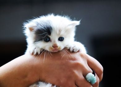 Cute Little Cat