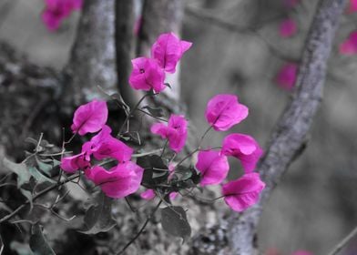 Bougainvillea 3842 CK