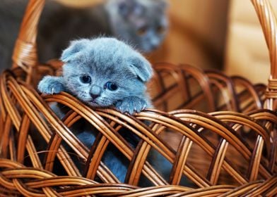 Cute British Shorthair Cat