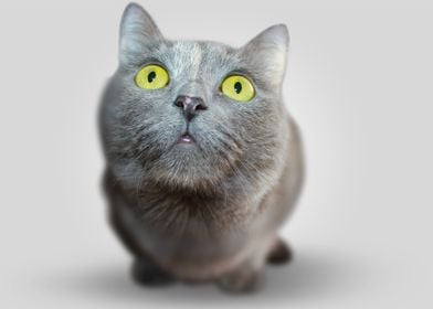 British Shorthair Cat