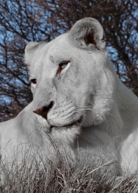 White Lion Female  593 CK