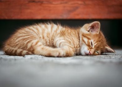 Sleeping Cat