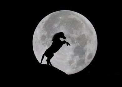 Rearing Horse Full Moon