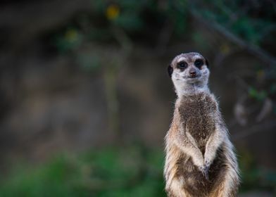 A Meerkat Watch