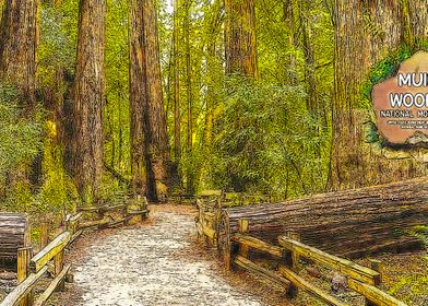 Muir Woods