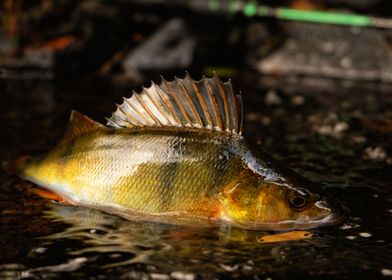 European Perch