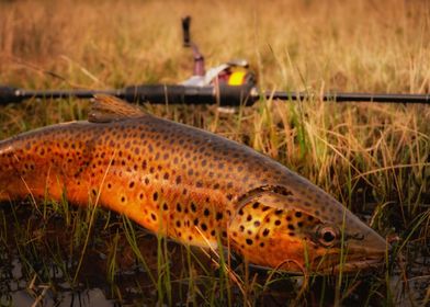 Lake trout