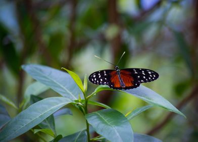 The beauty of a butterfly