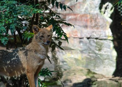 Golden Jackal