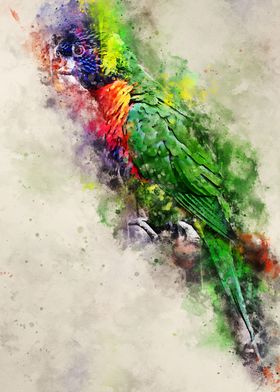 watercolor peacock