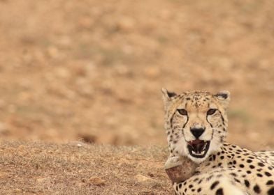 photegenic cheetah