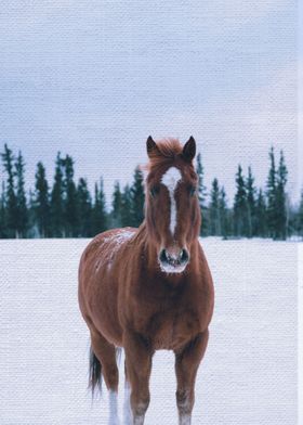 Happy horse