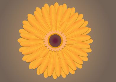 gerbera