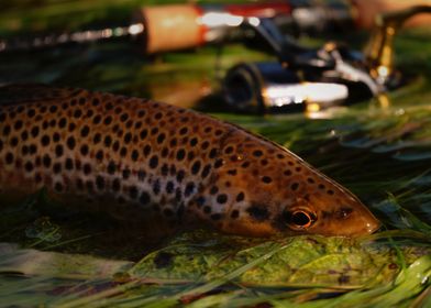 Wild Brown Trout