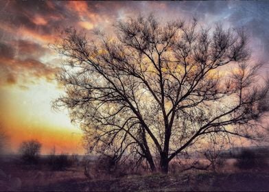 Tree in sunset fire