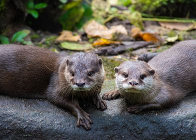 Otters