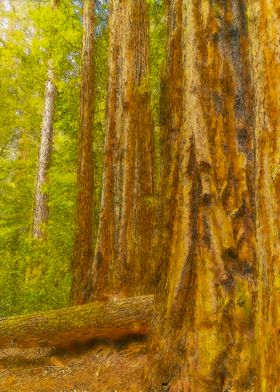 Big Basin Redwoods