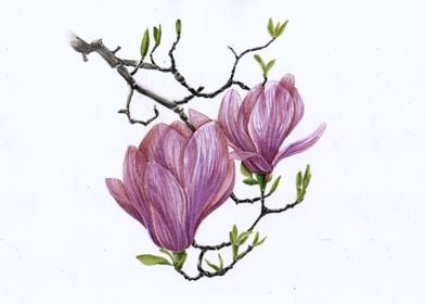 Magnolia Flowers Sketch