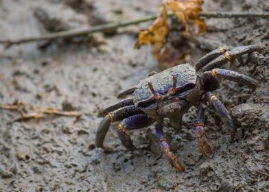 The Fiddler crab walk 