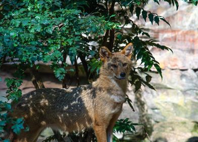 Golden Jackal on watch