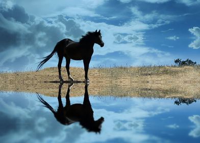 Windswept Horse and Water