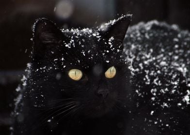 Black Cat in the Snow