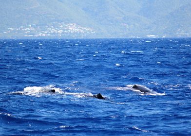 Whales in the Caribbean
