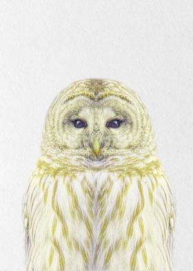 golden owl 