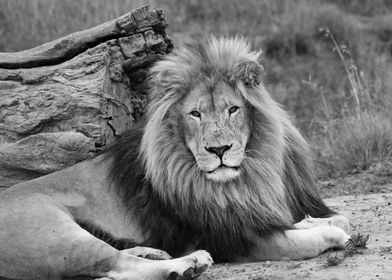 Brown Lion Male 9029 bw