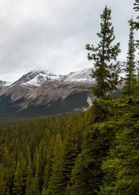 Peyto Valley C