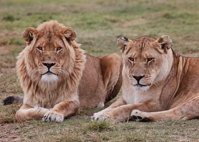 Lion Couple 9193