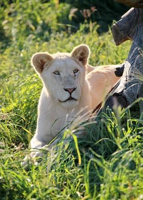 Young White Lion 8097