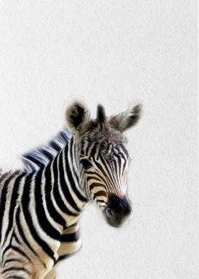 zebra baby