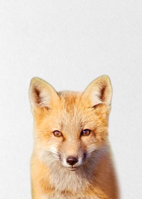 fox baby 