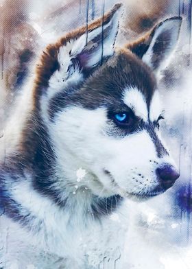 Siberian Husky