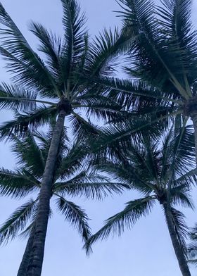 Palms in Pattern