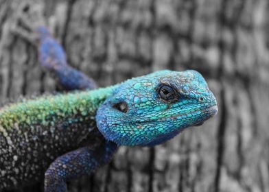 Bluehead Lizard 2361 CK