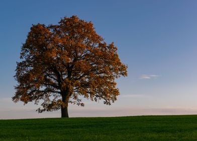 Autumn tree