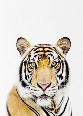 Indian tiger 