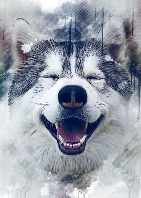 Siberian Husky