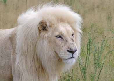 White Lion Male 7152