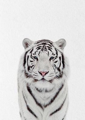 white Persian tiger 