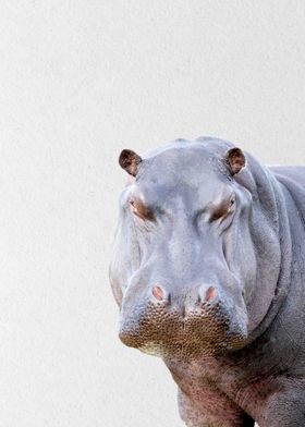 purple hippo hippopotamus