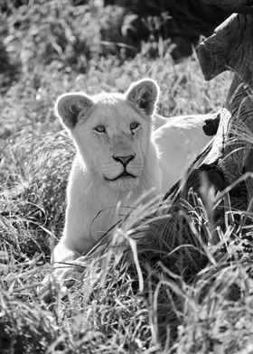 Young White Lion 097 bw