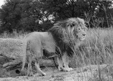 Lion Male in Africa 9016